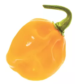 Fresh Yellow orange ripe habanero hot chili pepper from caribbean or mexico. Isolated on white. - BIGSTOCK