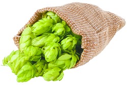 Fresh green hops scattered out of the burlap bag isolated on white background. Hop cones isolated on white. Hop for beer in burlap bag. Sack of fresh hops isolated on a white background. - BIGSTOCK