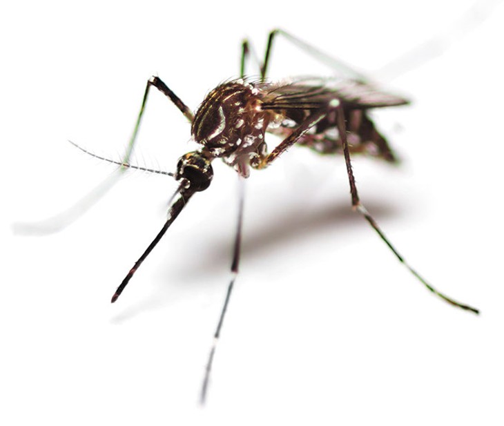 black culex mosquito on  isolated white background - BIGSTOCK