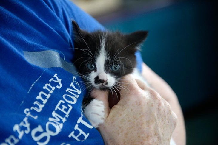 Kitten at Pet Angels Rescue in Guthrie, Wednesday, April 19, 2017. - GARETT FISBECK