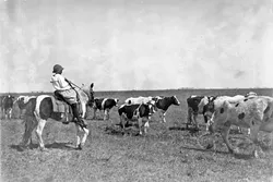 Lawton, Oklahoma - Lewis W. Hine - April, 1917 - Notebook Entry: Sarah Crutcher, 12-year-old girl herding cattle. Route 4, c/o S.O. Crutcher. She was out of school (#49 Comanche County) only 2 weeks this year and that was to herd 100 head of cattle for her father, a prosperous farmer. She said: "I didn't like it either." She is doing well in school. Is in Grade 8. - Library of Congress Prints and Photographs Division, Washington D.C. - LIBRARY OF CONGRESS