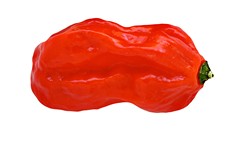 bhut jolokia, the hottest pepper in the world - BIGSTOCK