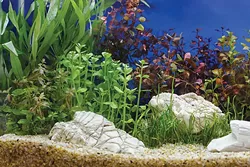 Medicine Park Aquarium & Natural Sciences Center opened in June 2017. - PROVIDED
