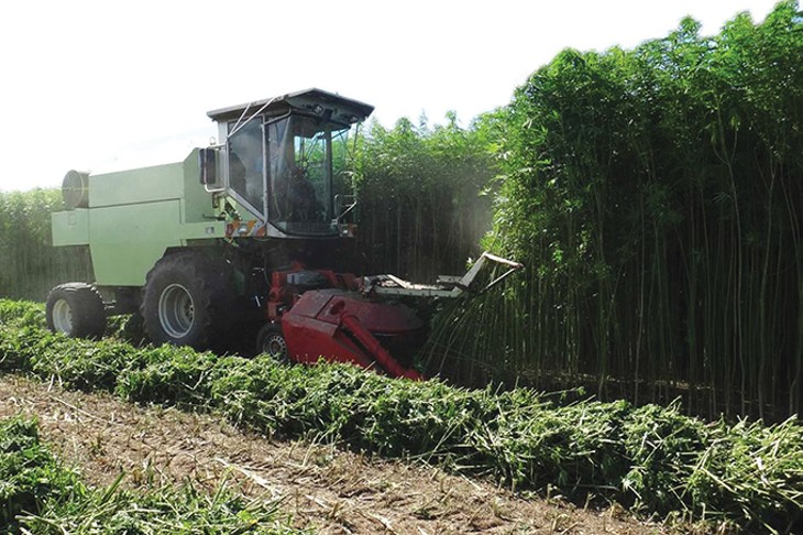 Oklahoma’s industrial hemp market is projected to be a billion-dollar industry within its first five years of operation. - PROVIDED