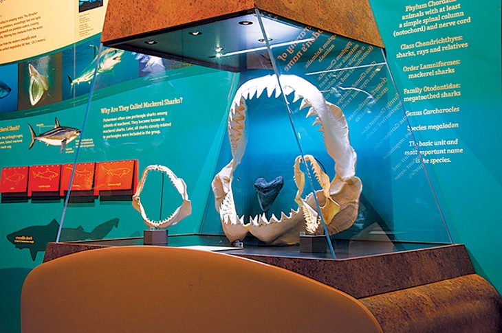 The Megalodon: Largest Shark That Ever Lived exhibit uses the ancient megalodon to bring awareness to the conservation of contemporary shark species. - SAM NOBLE MUSEUM / PROVIDED