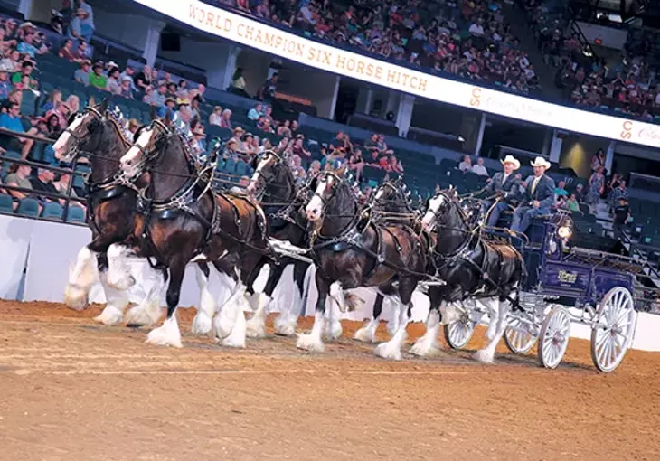 Express Clydesdales perform 150-200 times a year, including marching in the Macy’s Thanksgiving Day Parade. - PROVIDED