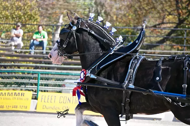 Express Clydesdales undergo weight training to stay fit for their busy schedule. - PROVIDED