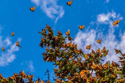 Monarch butterflies migrate from Mexico through Oklahoma to the northern United States and southern Canada twice a year. - BIGSTOCKPHOTO.COM