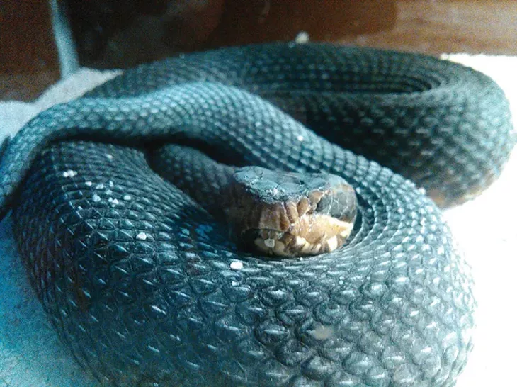 Cottonmouth / water moccasin - RATTLESNAKE MUSEUM / PROVIDED