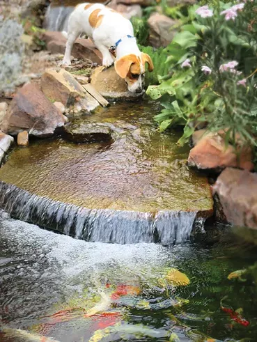 Waterfall Festival features koi races and raises money for Central Oklahoma Humane Society. - GARDEN PONDS & AQUARIUMS UNLIMITED / PROVIDED