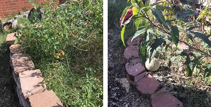 Fresh vegetables and fruit grow in the school’s garden. - NAZARENE HARRIS