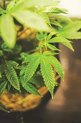 “Veg” is left to grow to 12-16 inches tall in the span of about six weeks and is set on a light/dark schedule to prevent flowering. - ALEXA ACE