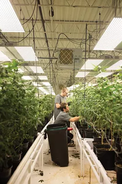 GrOKC employees tending to the cannabis flower at its Oklahoma City operation - ALEXA ACE