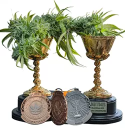 Fire Leaf dispensary's Cannabis Cup trophies - PHILLIP DANNER
