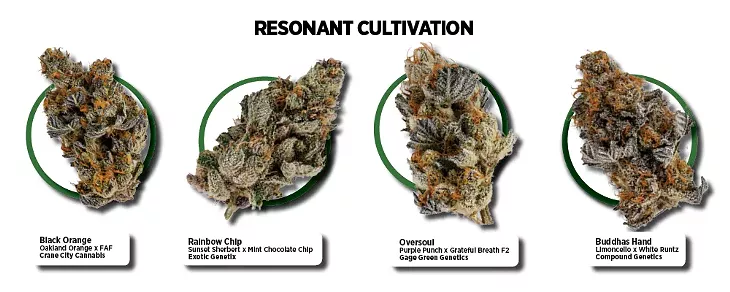 Resonant Cultivation - BERLIN GREEN