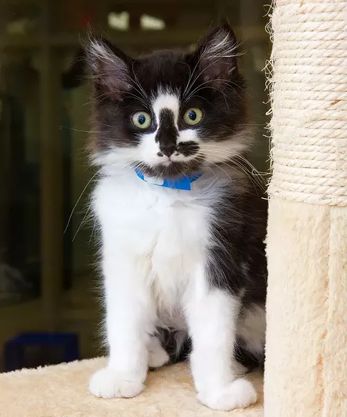 Just one of many kittens available for adoption at The Animal Welfare Facility (Shannon Cornman)