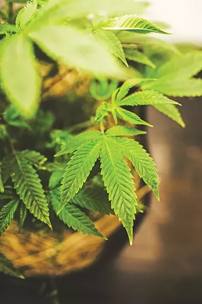 “Veg” is left to grow to 12-16 inches tall in the span of about six weeks and is set on a light/dark schedule to prevent flowering. - ALEXA ACE