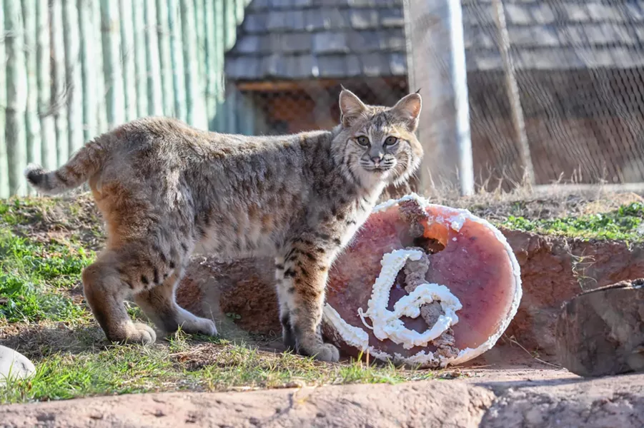 Bobcat Dodger - OKLAHOMA CITY ZOO / PROVIDED
