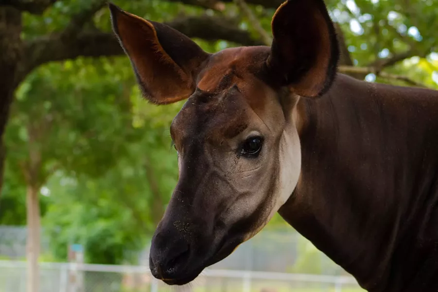 Okapi - OKLAHOMA CITY ZOO / PROVIDED