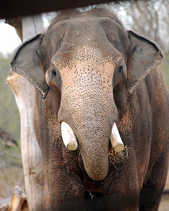 Rex, OKC Zoo's bull elephant and sire of Asha's new baby. (provided)