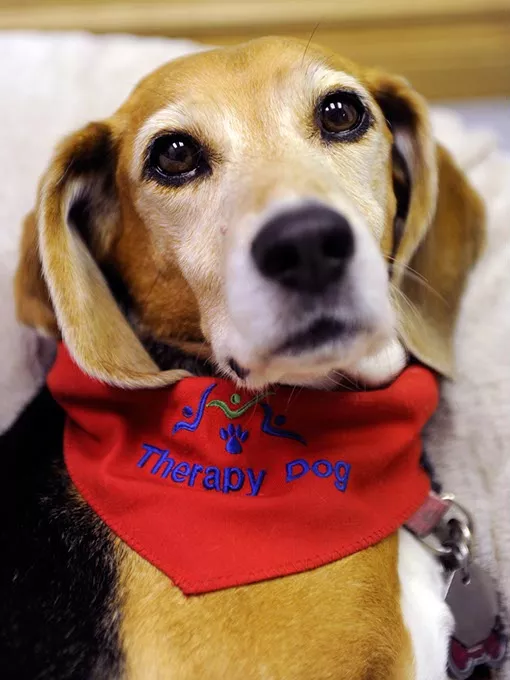 Snapple, a therapy dog, at New Leash on Life in Oklahoma City, Friday, Dec. 5, 2014. - GARETT FISBECK