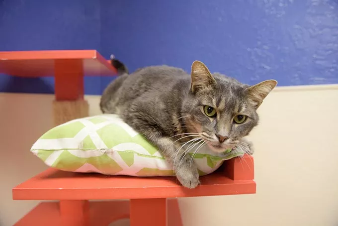 Central Oklahoma Humane Society Adoption Center Wednesday, Nov. 23, 2016. - GARETT FISBECK