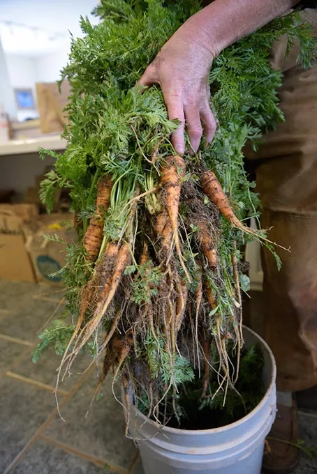 Carrots at Prairie Earth Gardens, Tuesday, April 4, 2017. - GARETT FISBECK