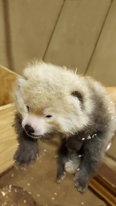 Red-Panda-Cub-OKC-Zoo-08-2016-Photo-Jennifer-Jeffords-OKC-Zoo-Provided.jpg