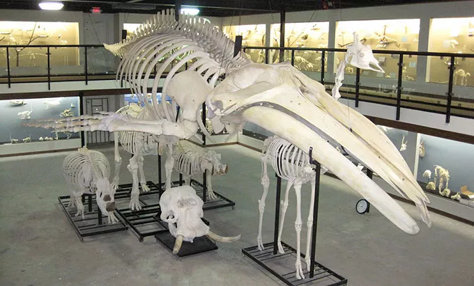 Osteology.jpg