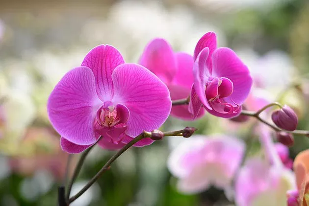 calverts-plant-interiors-8167.jpg