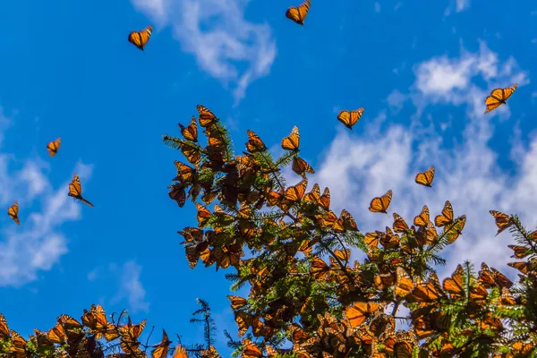 Monarch butterflies migrate from Mexico through Oklahoma to the northern United States and southern Canada twice a year. - BIGSTOCKPHOTO.COM