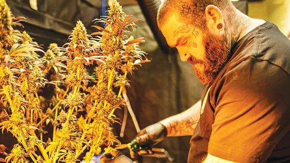 Dustin Mathis trims marijuana plants during a harvest. - MIKE MULCAHY / PROVIDED