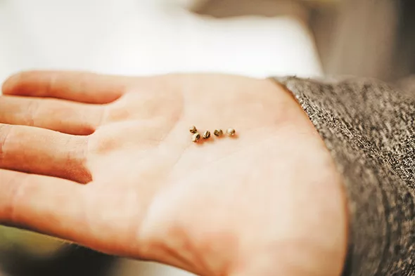 Seeds can be planted in a variety of cups and pots and transferred to bigger vessels multiple times. - ALEXA ACE