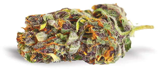 Purple Tangie - ALEXA ACE