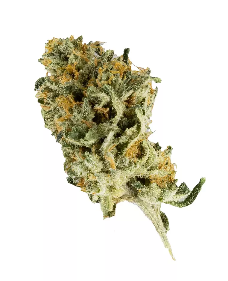 Strain Review: Watermelon ZooZoos - Vimarsana News