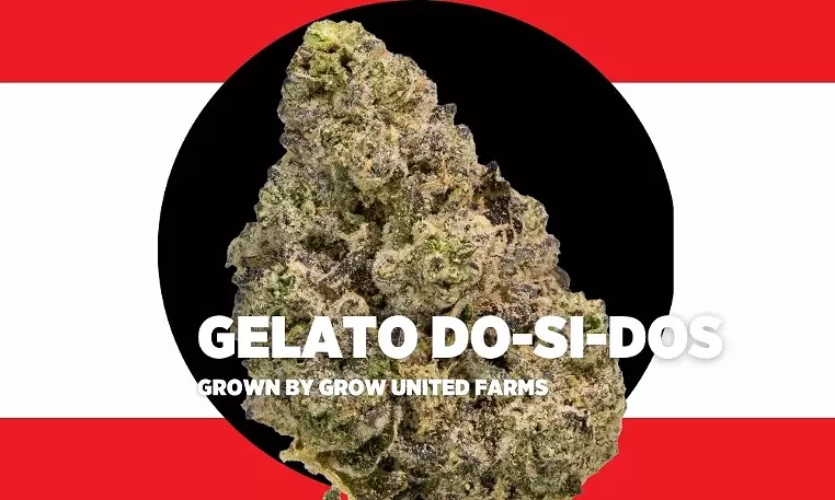 Strain Review: Gelato Do-Si-Dos - Vimarsana News