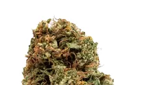 Strain Review: Smoked Out