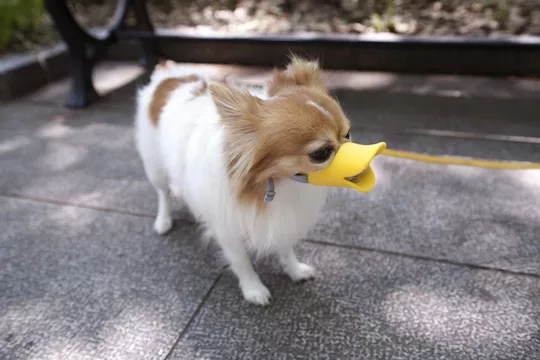 small dog muzzle petsmart