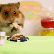 Competitive eating contests CAN be cute: tiny hamster vs. Kobayashi