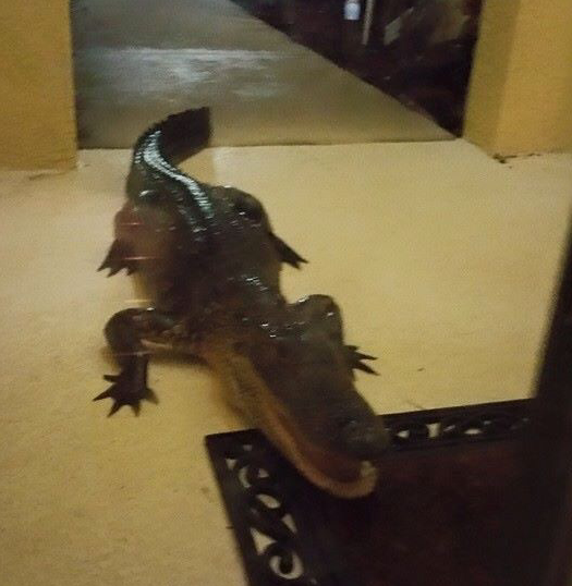 Good Boy Dog Alerts Florida Family To 7ft Gator At Front Door Blogs