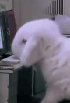 Happy Friday. Please enjoy this video of an office run by bunnies.