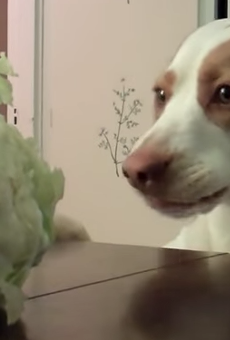 Happy Thursday! Watch this video of a dog desperately trying to steal a cabbage