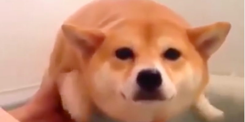 Happy Wednesday Watch This Video Of A Shiba Inu Pretending