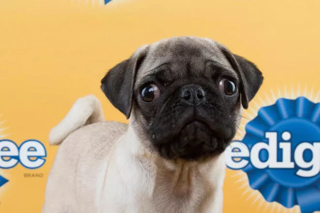 pug animal planet meet the florida rescue puppies who ll be going to the puppy bowl blogs pug animal planet meet the florida rescue puppies who ll be going to the puppy bowl blogs