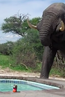Happy Monday. Check out this video of an elephant crashing a pool party.