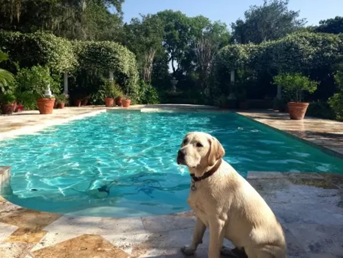 airbnb for dogs rover an airbnb for dogs blogs airbnb for dogs rover an airbnb for dogs blogs