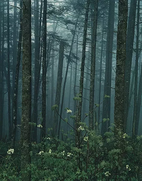 The Growth of a Collection - “HOBBLEBUSH, GREAT SMOKY MOUNTAINS NATIONAL PARK, TN (1968)” BY ELIOT PORTER