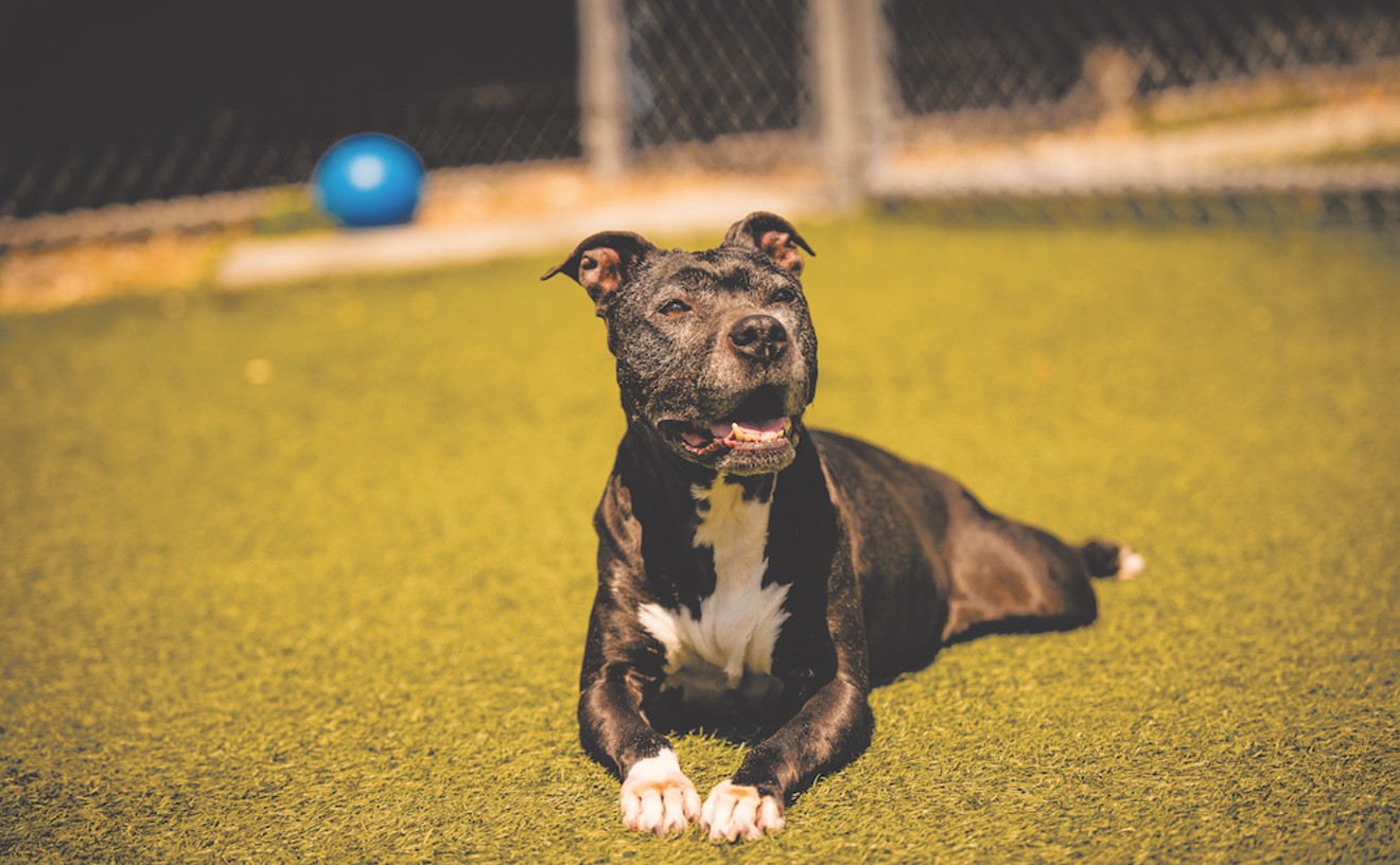 Meet Diamond! This 11-year-old girl likes to be petted all over and she’s waiting at Orange County Animal Services to meet her fur-ever family | Gimme Shelter | Orlando