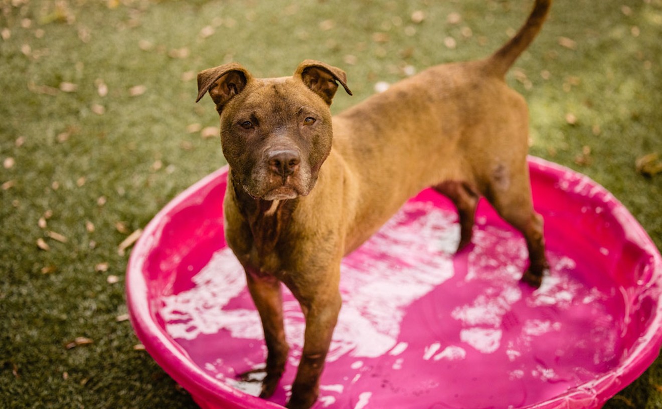 Adoptable pup Princess is a sweet girl who loves to splash around in the doggie pool | Gimme Shelter | Orlando
