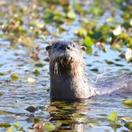 River otters in Florida got into multiple fights with kayakers last weekend